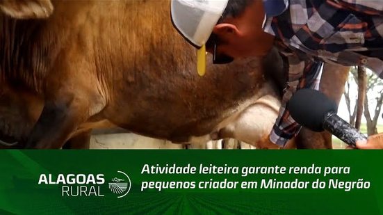 Atividade leiteira garante renda para pequenos criador em Minador do Negrão