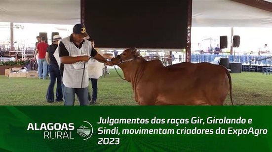 Julgamentos das raças Gir, Girolando e Sindi, movimentam criadores da ExpoAgro 2023