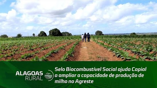 Selo Biocombustível Social ajuda Capial a ampliar a capacidade de produção de milho no Agreste