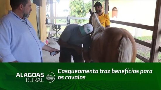 Casqueamento traz benefícios para os cavalos