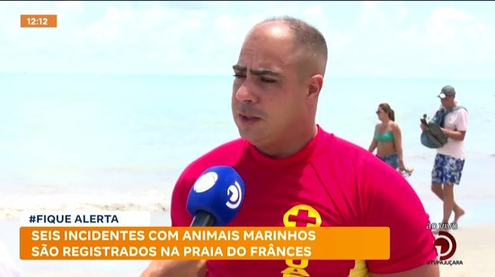 Seis incidentes com animais marinhos são registrados na praia do Francês