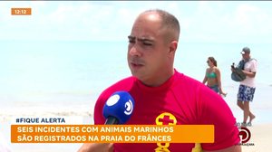 Seis incidentes com animais marinhos são registrados na praia do Francês