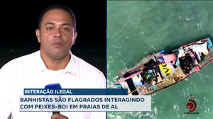 Interação Ilegal: Banhistas flagrados interagindo com peixes-boi em praias de AL