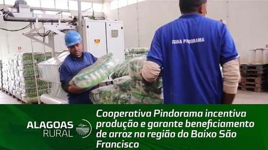 Cooperativa Pindorama incentiva produção e garante beneficiamento de arroz