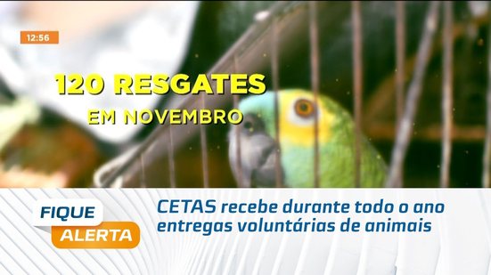 CETAS recebe durante todo o ano entregas voluntárias de animais