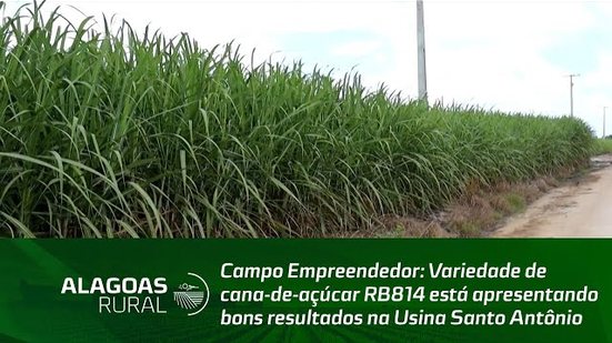 Variedade de cana-de-açúcar RB814 está apresentando bons resultados na Usina Santo Antônio