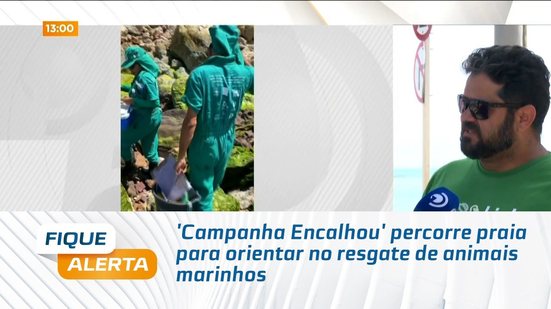 'Campanha Encalhou' percorre praia para orientar no resgate de animais marinhos