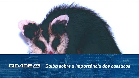 Proteja o Cassaco: Saiba sobre a importância dos cassacos; campanha orienta a não matar o animal