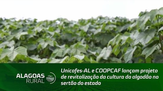 Unicafes-AL e COOPCAF lançam projeto de revitalização da cultura do algodão no sertão do estado