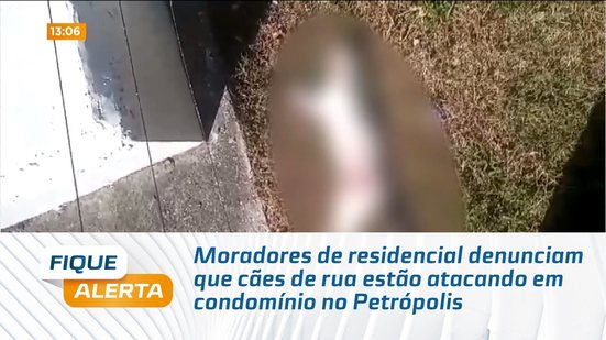 Moradores de residencial denunciam que cães de rua estão atacando em condomínio no Petrópolis