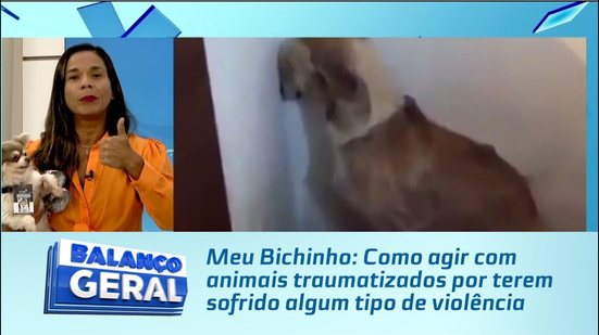 Meu Bichinho: Como agir com animais traumatizados por terem sofrido algum tipo de violência