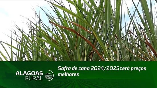 Safra de cana 2024/2025 terá preços melhores