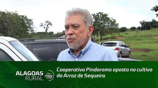 Cooperativa Pindorama aposta no cultivo do Arroz de Sequeiro