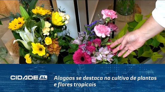 É Primavera: Alagoas se destaca no cultivo de plantas e flores tropicais