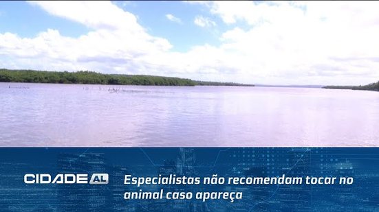 Cuidado com o Jacaré: Especialistas não recomendam tocar no animal caso apareça