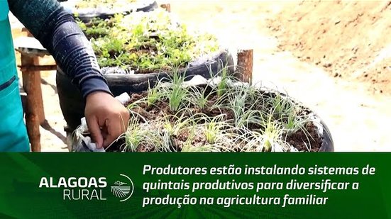 Produtores estão instalando sistemas de quintais produtivos para diversificar a produção