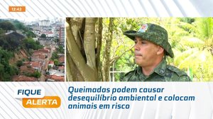 Queimadas podem causar desequilíbrio ambiental e colocam animais em risco