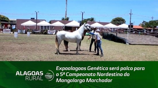 Expoalagoas Genética será palco para o 5º Campeonato Nordestino do Mangalarga Marchador