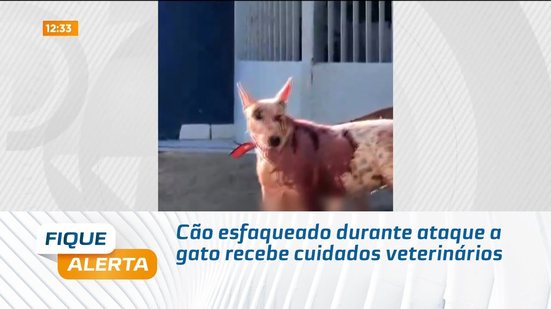 Cão esfaqueado durante ataque a gato recebe cuidados veterinários