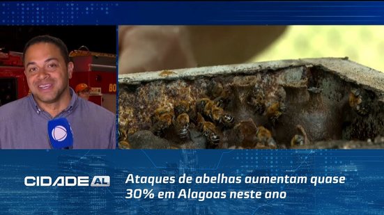 Ataques de abelhas aumentam quase 30% em Alagoas neste ano