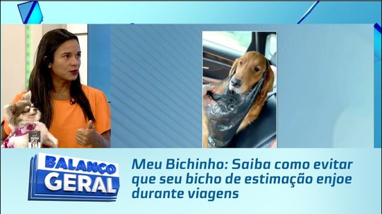 Meu Bichinho: Saiba como evitar que seu bicho de estimação enjoe durante viagens