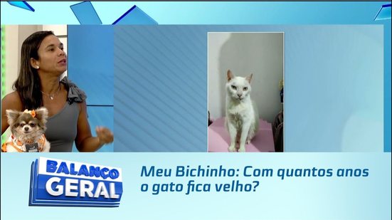 Meu Bichinho: Com quantos anos o gato fica velho?