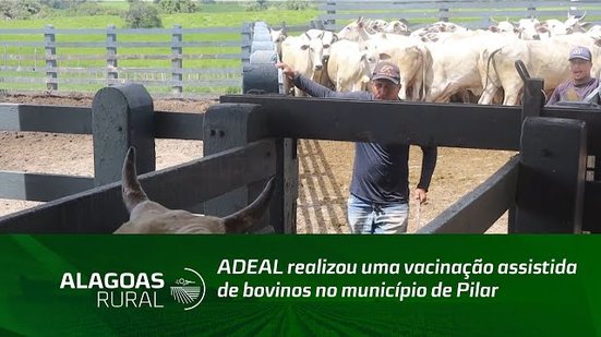 ADEAL realizou uma vacinação assistida de bovinos no município de Pilar