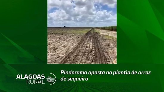 Pindorama aposta no plantio de arroz de sequeiro