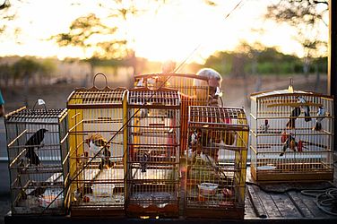 Ao todo, foram 323 aves e 20 jabutis devolvidos à caatinga