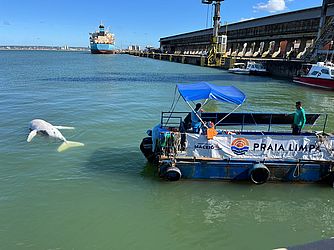 baleia foi retirada do fundo por um barco