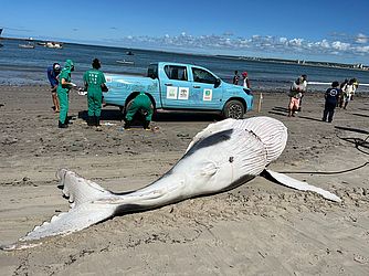 Filhote de baleia já na praia