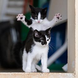 'Um evento que mudou a vida', finalista do Comedy Pet Photo Awards — Foto Michel Zoghzoghi / Comedy Pets