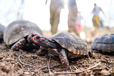 Ao todo, foram 323 aves e 20 jabutis devolvidos à caatinga