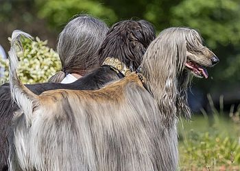 'Os três cinzas', finalista do Comedy Pet Photo Awards — Foto Klaus-Peter Selzer / Comedy Pets