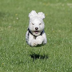 'Poodle voador', finalista do Comedy Pet Photo Awards — Foto John Young / Comedy Pets