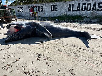 Procedimentos serão realizados na praia com o animal