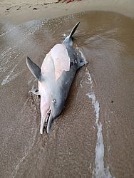 Golfinho encontrado em Porto de Pedras. Foto: Divulgação / Biota