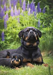 'A pequena Daisy e seu grande futuro', finalista do Comedy Pet Photo Awards — Foto Darya Zelentsova / Comedy Pets