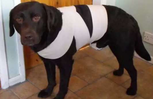 cachorro com uma faixa enrolada no corpo