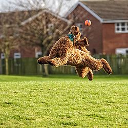 'Mantenha seu olho na bola', finalista do Comedy Pet Photo Awards — Foto Gill Woodcock / Comedy Pets