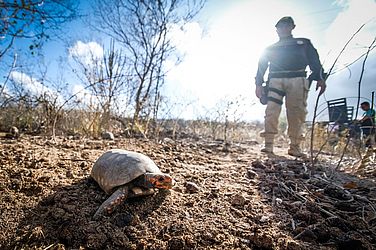 Ao todo, foram 323 aves e 20 jabutis devolvidos à caatinga