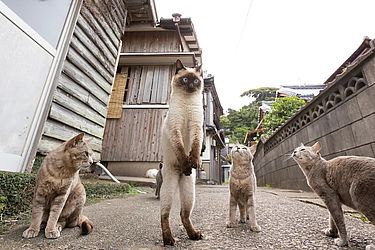 'Tiro livre de futebol', finalista do Comedy Pet Photo Awards — Foto Kenichi Morinaga / Comedy Pets