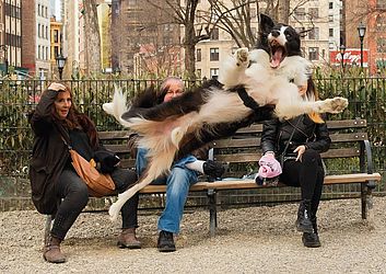 'Latidos', finalista do Comedy Pet Photo Awards — Foto Chris Porsz / Comedy Pets