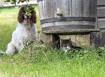 'A 498ª rodada de esconde-esconde', finalista do Comedy Pet Photo Awards — Foto Kim Horstmanshof / Comedy Pets