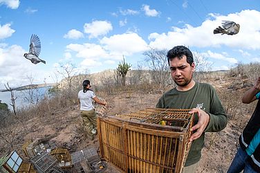 Ao todo, foram 323 aves e 20 jabutis devolvidos à caatinga