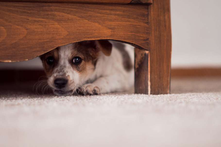 filhote de cachorro escondido embaixo da cama