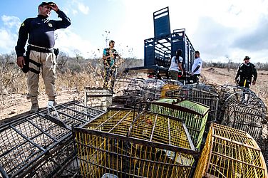 Ao todo, foram 323 aves e 20 jabutis devolvidos à caatinga