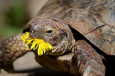 'Edgar dente-de-leão', finalista do Comedy Pet Photo Awards — Foto Jonathan Casey / Comedy Pets